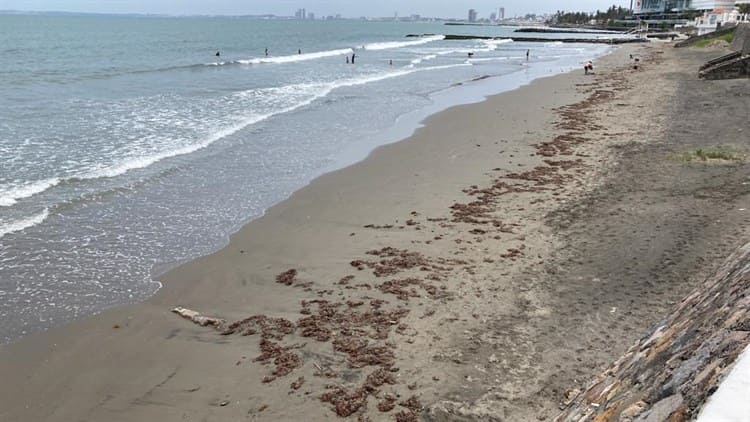 Presencia de sargazo en playa de Boca del Río (+Video)