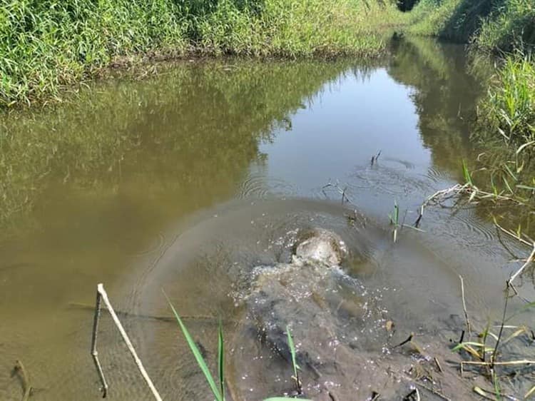 Earth Mission libera a tortugas jicoteas halladas en Veracruz-Boca del Río