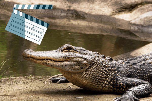 Buscan extras para película Cocodrilos; se filmará en Veracruz