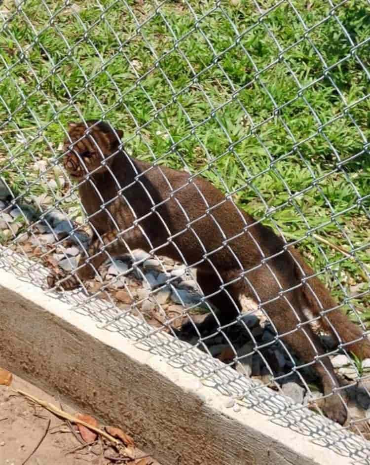 Parque Ecológico Jaguaroundi celebró su 13 aniversario con evento especial