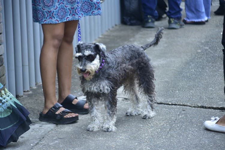 ¡Ya podrás registrar a tu mascota!; entérate cómo