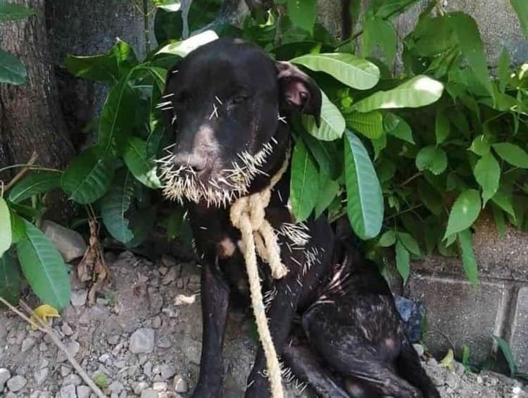 Veterinario particular atiende a lomito atacado por puercoespín; critican ineficacia de CCA