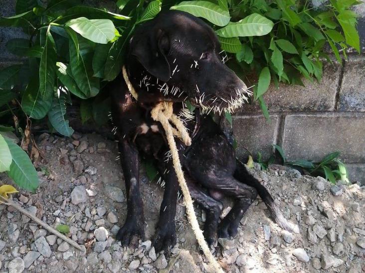 Veterinario particular atiende a lomito atacado por puercoespín; critican ineficacia de CCA