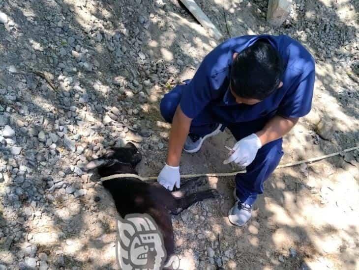 Lomito es atacado por puercoespín en Coatzacoalcos