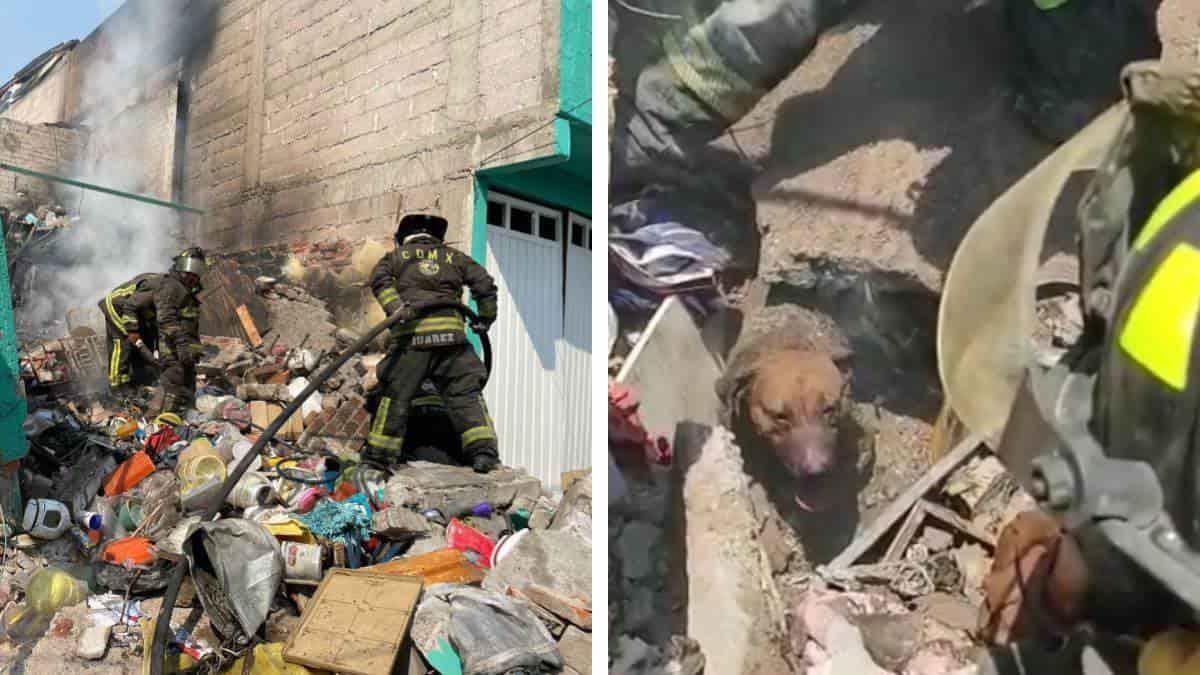 Rescatan entre escombros a perritos tras explosión de gas en CDMX