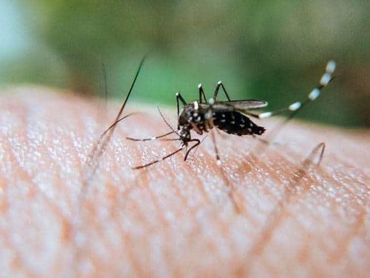 21 municipios de Veracruz sin casos de dengue