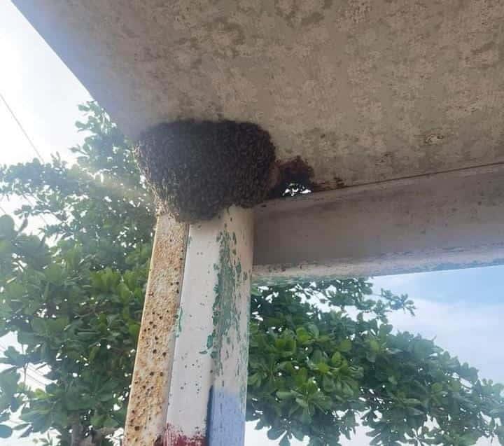 Retiran enjambre de abejas en kinder de Alvarado