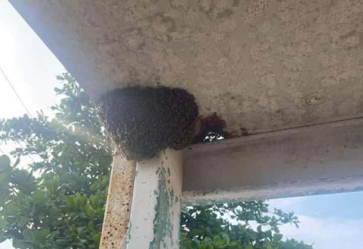 Bomberos retiran enjambre en kinder de Alvarado