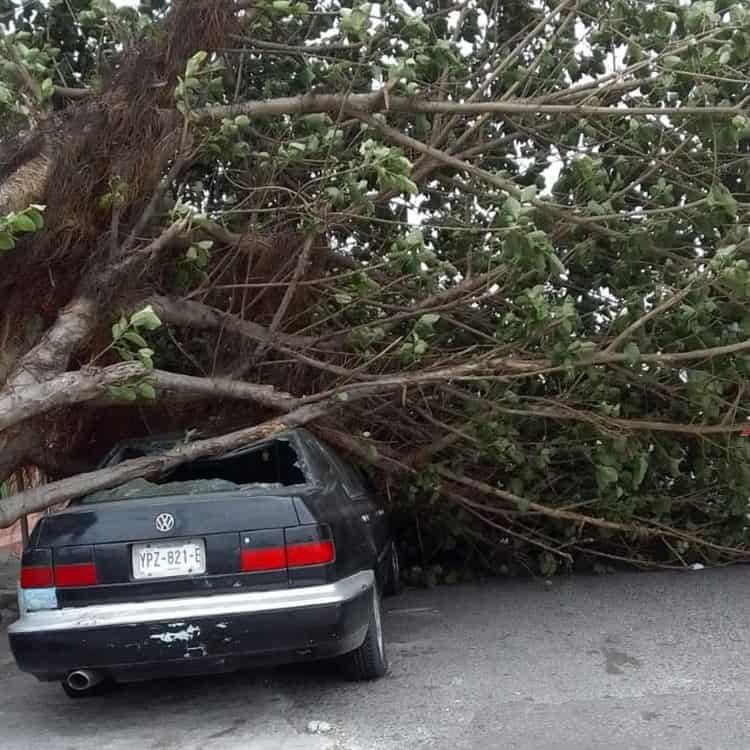 ¡El poder de la madre naturaleza!, fuertes vientos derriban árboles y estructuras en Veracruz