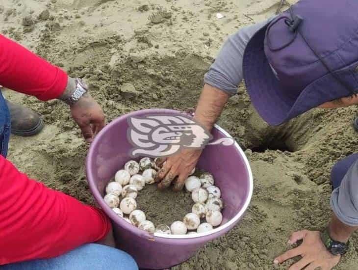 Resguarda 101 huevos de tortuga en Coatzacoalcos