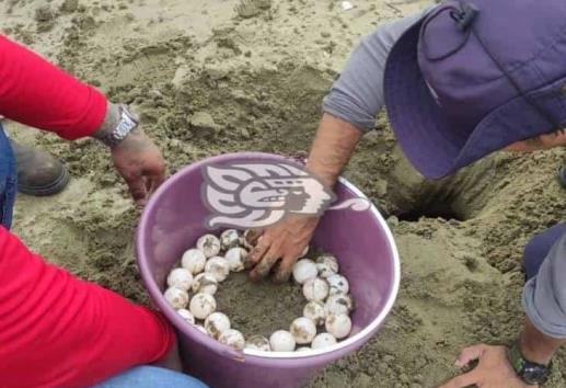 Resguarda PC Coatzacoalcos 101 huevos de tortuga