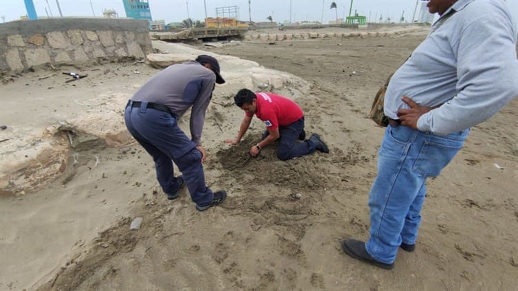 Resguarda 101 huevos de tortuga en Coatzacoalcos