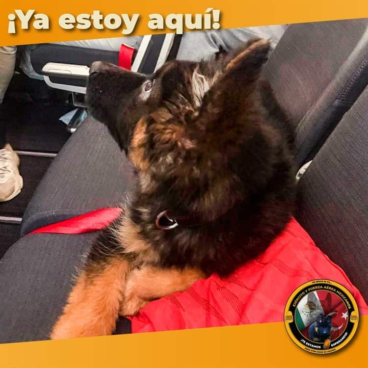 Llega a México cachorro donado por Turquía tras muerte de Proteo, perrito rescatista de la Sedena