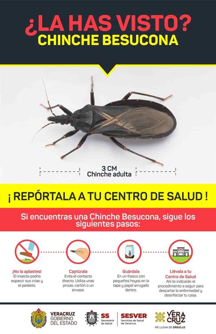 ¡Aguas! inicia temporada de chinches besuconas en Xalapa