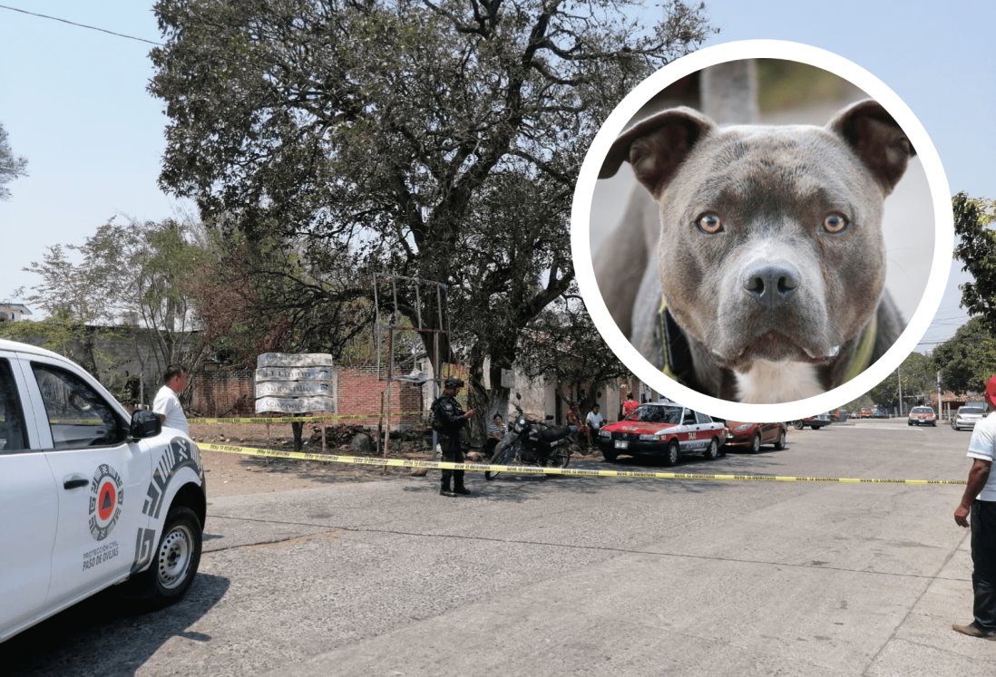 Exhortan a no satanizar a ciertas razas de perros; tiene que ver con su crianza: PATAS A.C