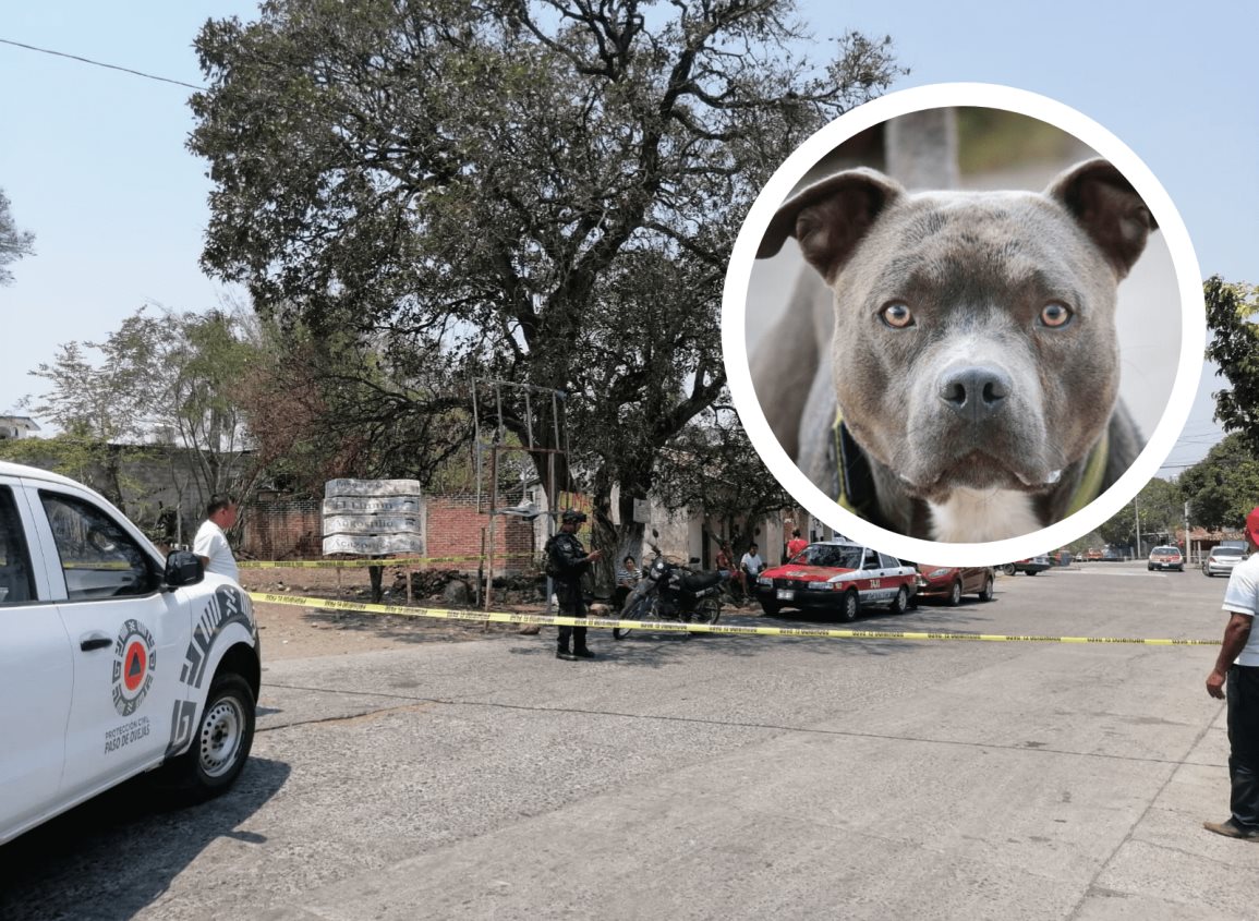 Exhortan a no satanizar a ciertas razas de perros; tiene que ver con su crianza: PATAS A.C