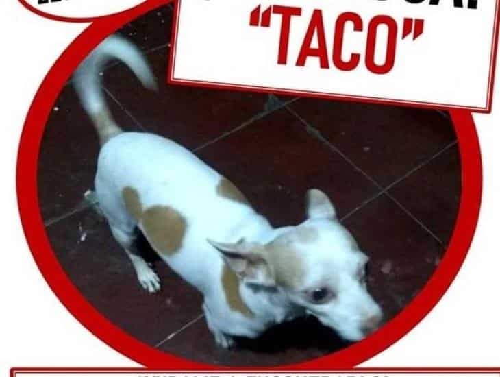 Buscan a “Taco”, perrito chihuahua perdido en Veracruz; ofrecen recompensa