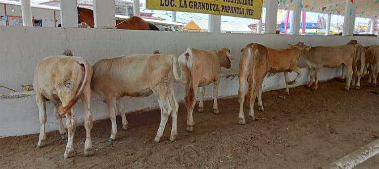 Realizan la Expo Feria Ganadera en Misantla