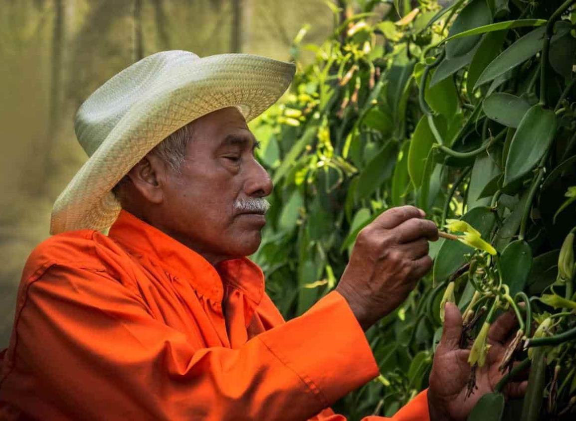 Vainilla veracruzana resiste a competencia desleal de químicos artificiales