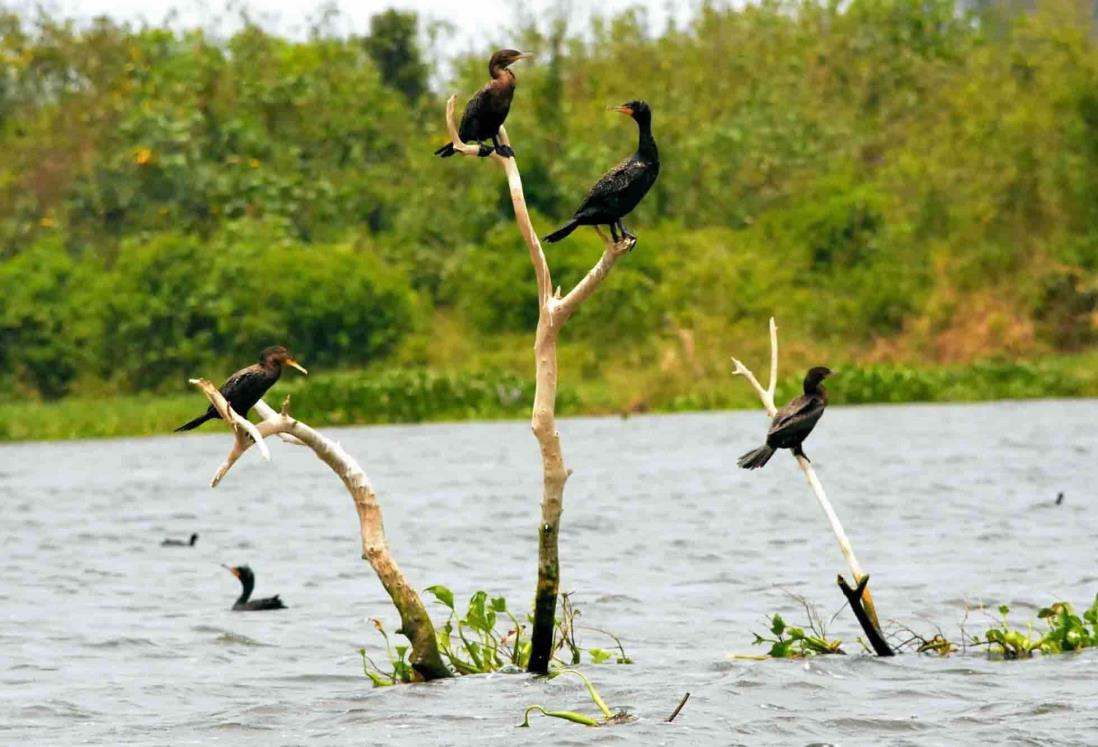 Impulsarán Coveicydet y Aquarium de Veracruz protección y conservación