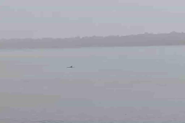 Cachan a delfines nadando en Playa Regatas de Veracruz (+video)