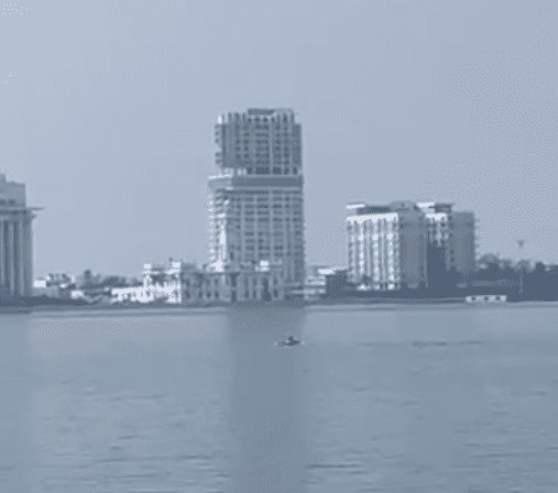 Avistan otro delfín cerca del puerto de Veracruz (+video)