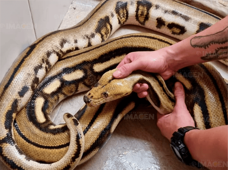 Hallan en Veracruz serpiente pitón carnívora de 4 metros