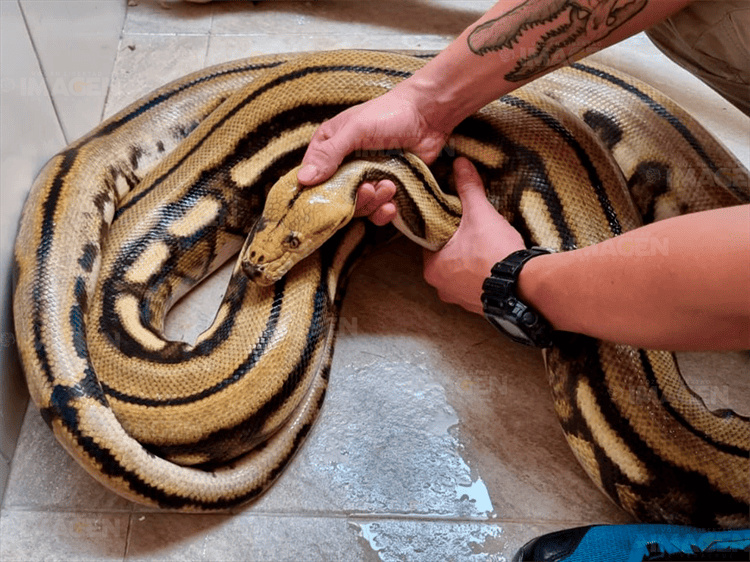 Hallan en Veracruz serpiente pitón carnívora de 4 metros