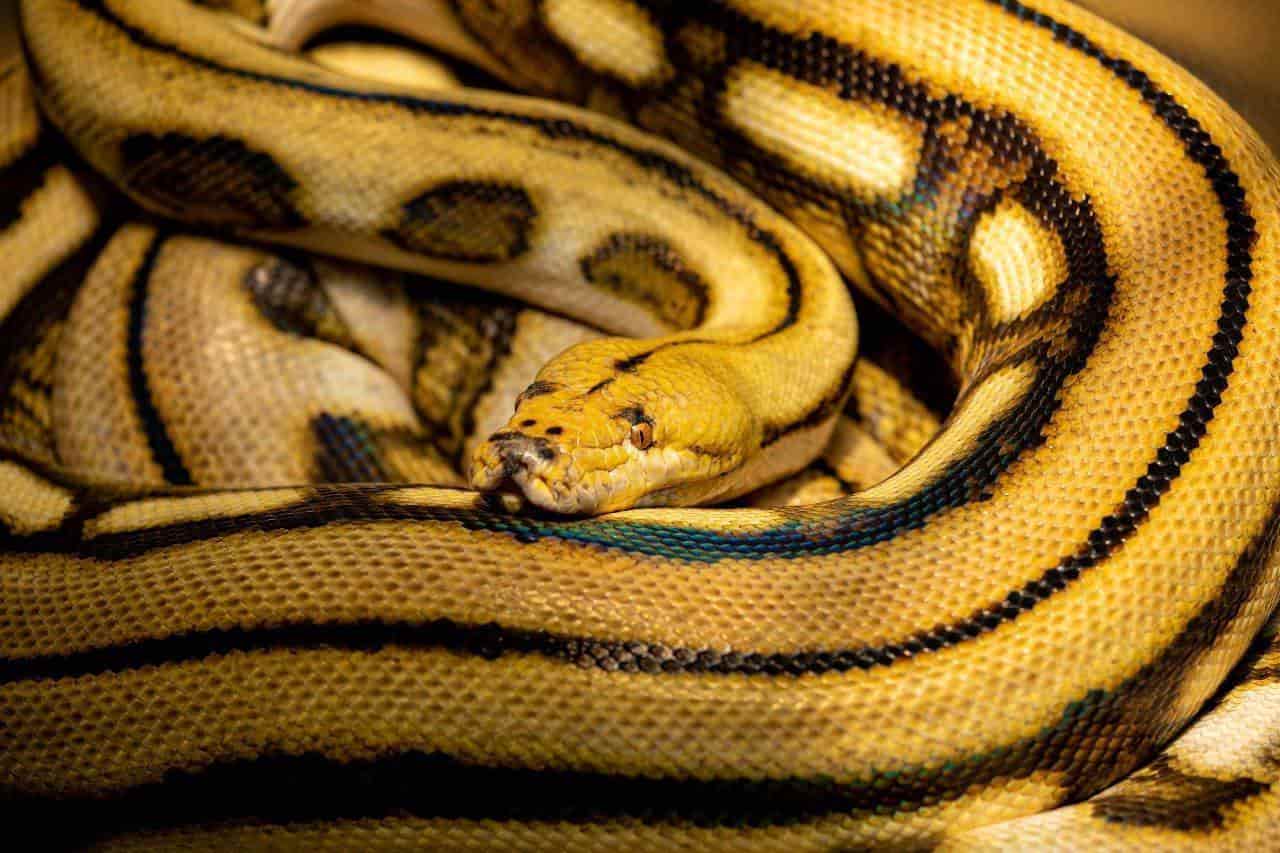 Hallan en Veracruz serpiente pitón carnívora de 4 metros