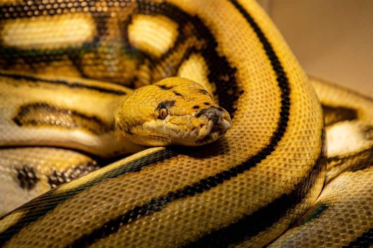 Hallan en Veracruz serpiente pitón carnívora de 4 metros