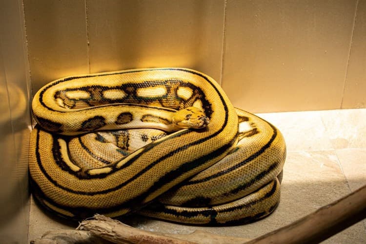 Hallan en Veracruz serpiente pitón carnívora de 4 metros