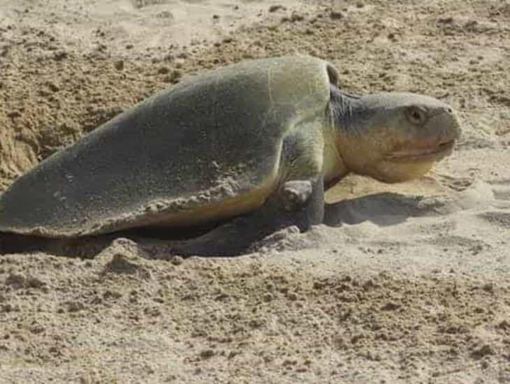 Tortugas desovan más de 830 huevos en playas de Coatzacoalcos