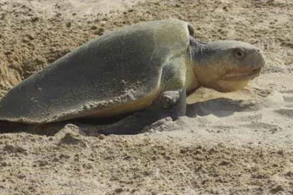 Llegan las primeras tortugas a playas de Coatza; han desovado 830 huevos
