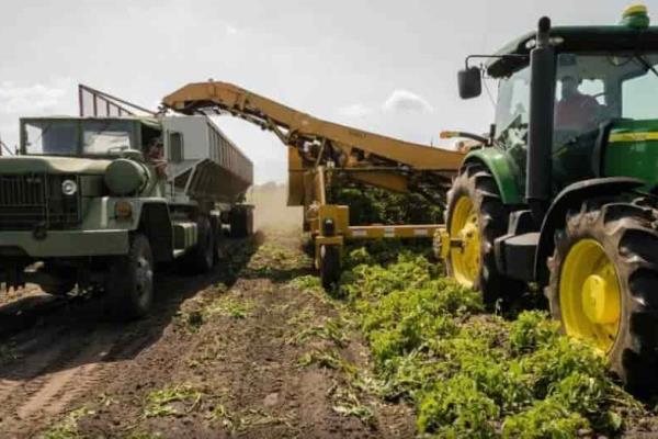 Auge en Veracruz de producción agroalimentaria: ya es uno de los 3 ´gigantes´ del país