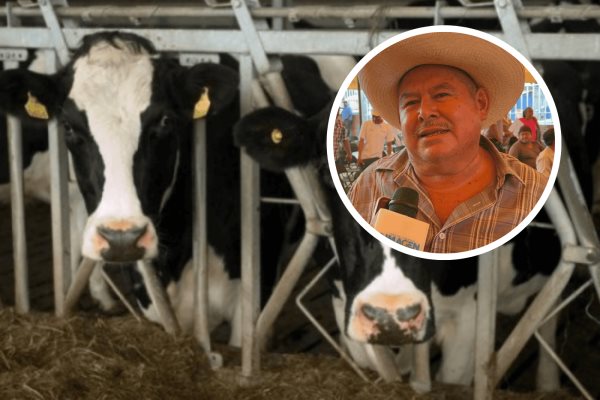 Cae producción de leche hasta un 50% en algunas zonas de Veracruz