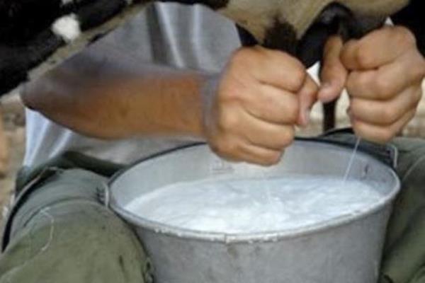 Producción de leche disminuye hasta un 50% en zonas de Veracruz