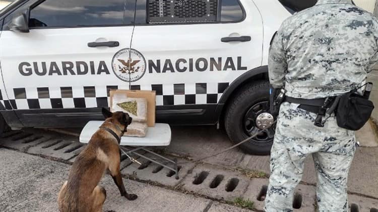 Guardia Nacional detiene envío de marihuana que tenía como destino Veracruz