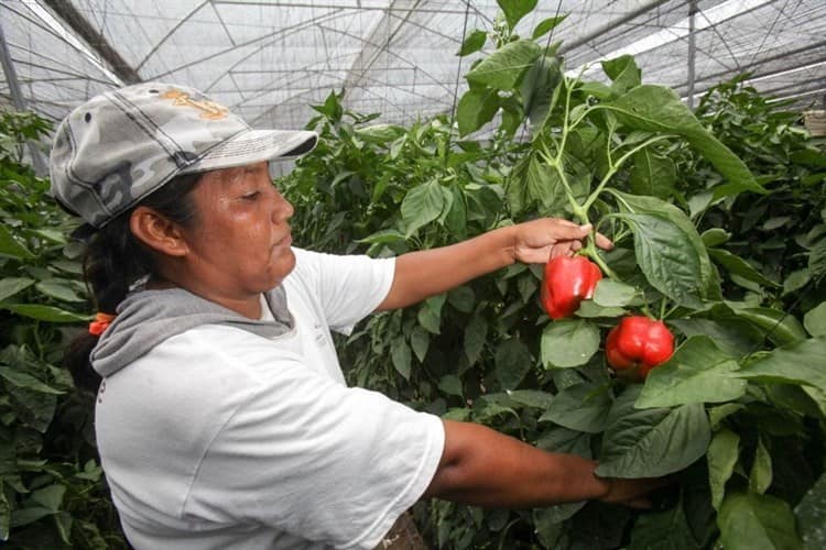 3 lideres en producción agroalimentaria; Veracruz es uno de ellos