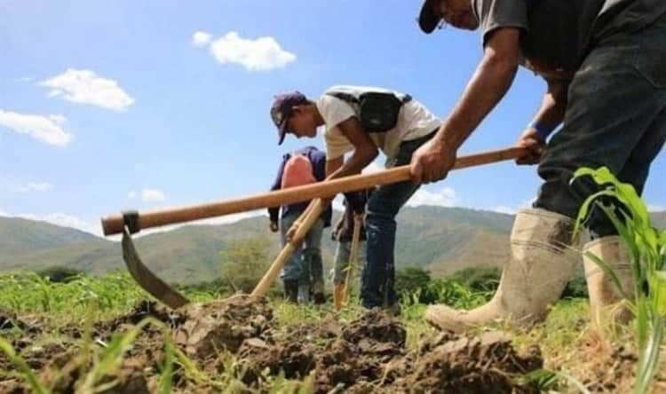 3 lideres en producción agroalimentaria; Veracruz es uno de ellos