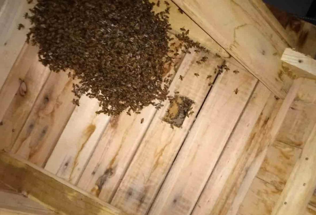 Controlan enjambre de abejas en vivienda de Vega de Alatorre