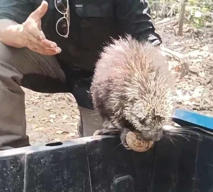 Rescata Earth Mission a quinto puercoespín en Veracruz (+video)