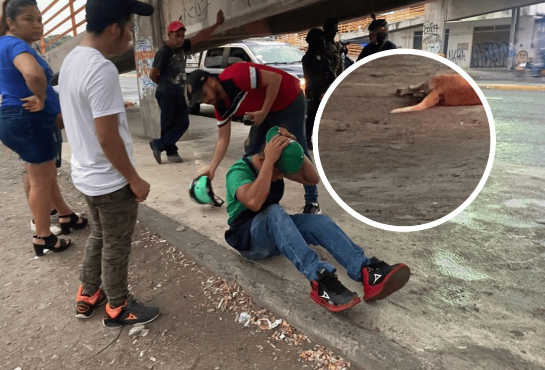 Motociclista atropella a perro y derrapa varios metros en Veracruz