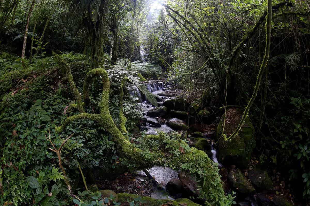 En peligro de extinción bosque mesófilo en la capital de Veracruz