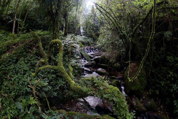 Bosque mesófilo, en peligro de desaparecer en la región de Xalapa y Coatepec