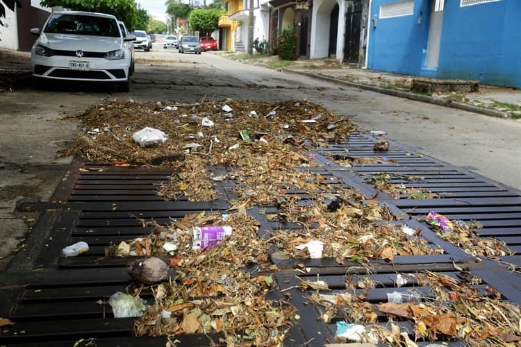 Tormenta dejó 6 árboles caídos en Coatza: PC