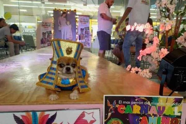 ¡Desfile de lomitos! Se realizará el 18 de junio el Carnaval Canino 2023 de Veracruz