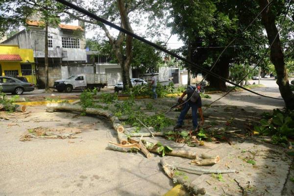 Tormenta dejó 6 árboles caídos en Coatza: PC
