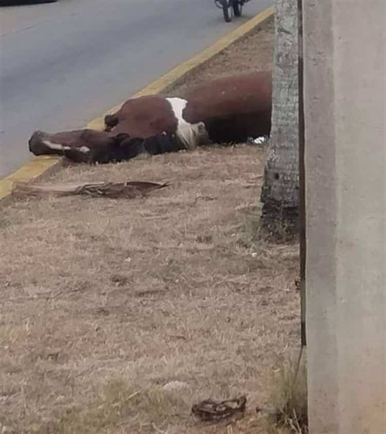 ¿Fue el cansancio? Fallece y abandonan a caballo durante festividades a San Isidro en villa Allende