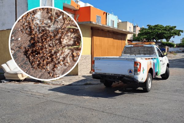 Controlan enjambre de abejas en Lagos de Puente Moreno, en Veracruz