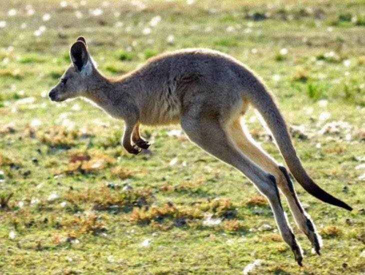 ¿Crueldad o humanidad? Canguros en Australia mueren de hambre; proponen sacrificarlos